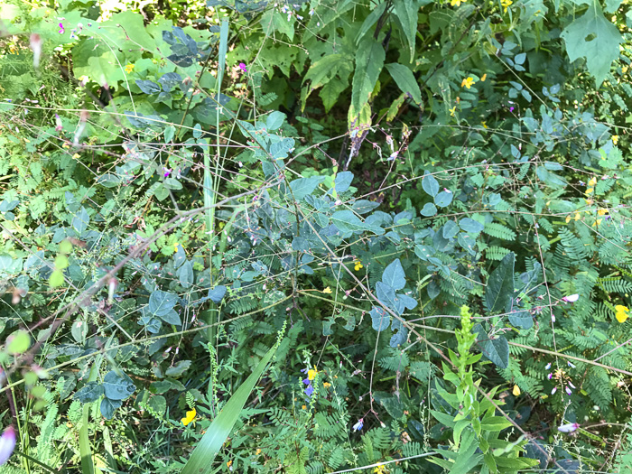 image of Desmodium laevigatum, Smooth Tick-trefoil