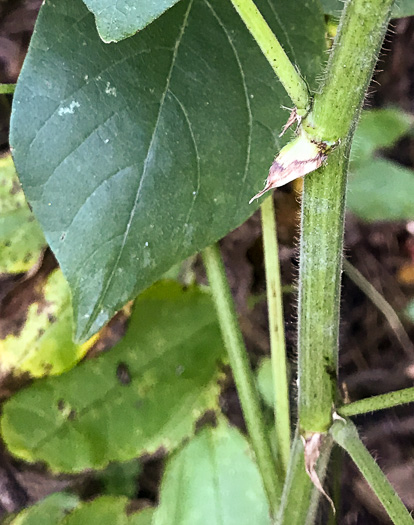 Desmodium canescens, Hoary Tick-trefoil