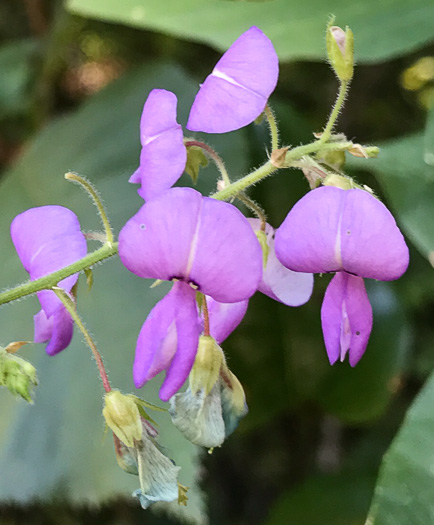image of Desmodium canescens, Hoary Tick-trefoil