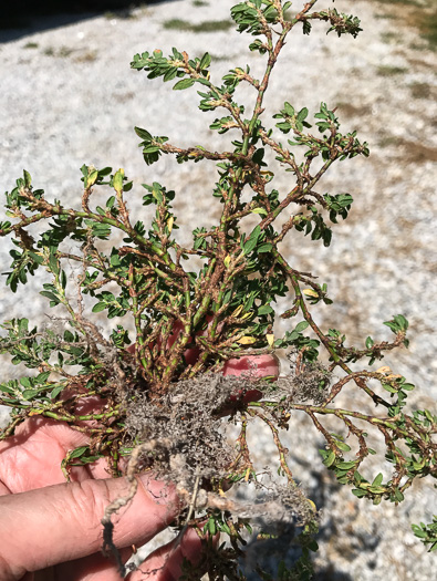 image of Polygonum aviculare ssp. aviculare, Prostrate Knotweed