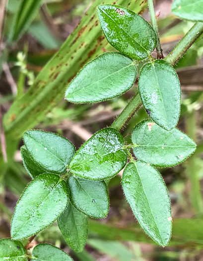 image of Desmodium ciliare, Hairy Small-leaf Tick-trefoil, Littleleaf Tick-trefoil