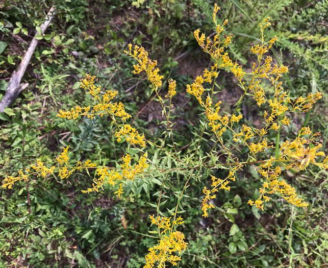 Solidago odora