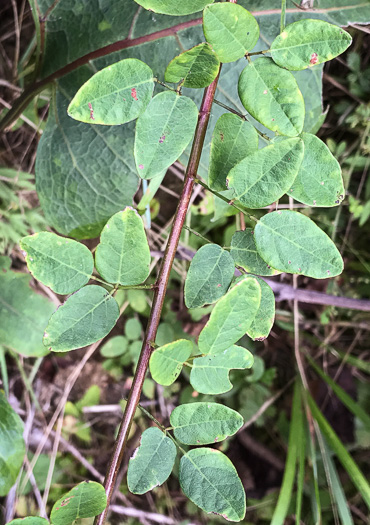 image of Desmodium marilandicum, Smooth Small-leaf Tick-trefoil, Maryland Tick-trefoil