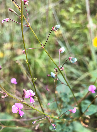 Desmodium marilandicum, Smooth Small-leaf Tick-trefoil, Maryland Tick-trefoil