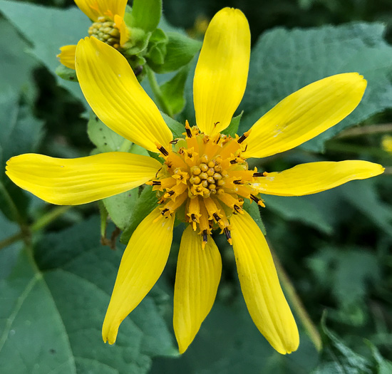 image of Smallanthus uvedalia, Bearsfoot, Hairy Leafcup, Yellow Leafcup