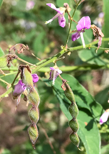 image of Desmodium glabellum, Tall Tick-trefoil, Dillen's Tick-trefoil