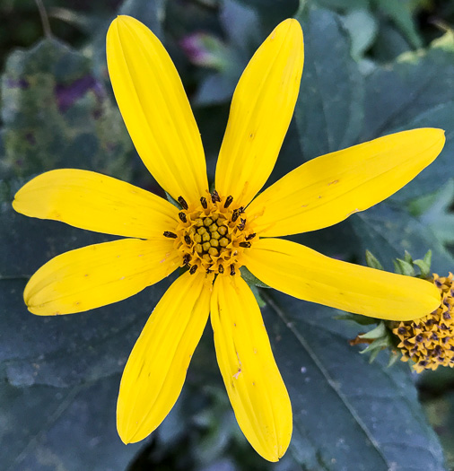 image of Helianthus strumosus, Roughleaf Sunflower, Paleleaf Woodland Sunflower, Paleleaf Sunflower