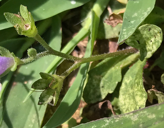 image of Mazus pumilus, Japanese Mazus