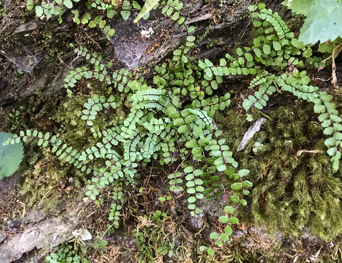 image of Asplenium trichomanes, Maidenhair Spleenwort