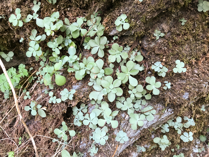 image of Sedum ternatum, Mountain Stonecrop, Whorled Stonecrop, Three-leaf Stonecrop