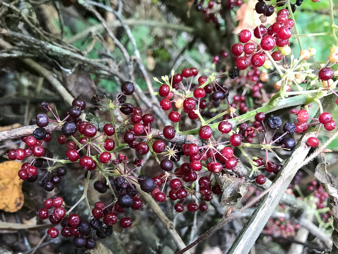 image of Aralia racemosa, Spikenard, Hungry-root