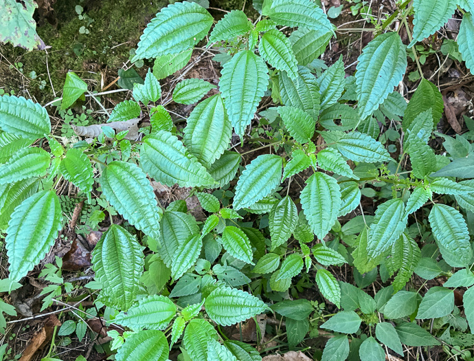 image of Pilea pumila, Greenfruit Clearweed, Richweed, Coolwort, Canadian Clearweed