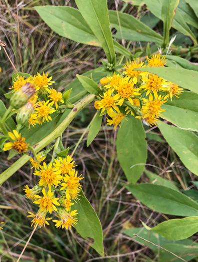 image of Solidago glomerata, Skunk Goldenrod, Clustered Goldenrod