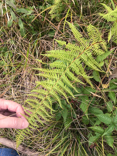 image of Sitobolium punctilobulum, Hay-scented Fern, Pasture Fern, Boulder Fern