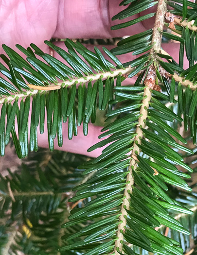 image of Abies fraseri, Fraser Fir, She Balsam, Southern Balsam