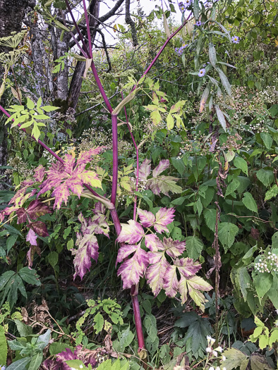 image of Angelica triquinata, Mountain Angelica, Appalachian Angelica, Filmy Angelica