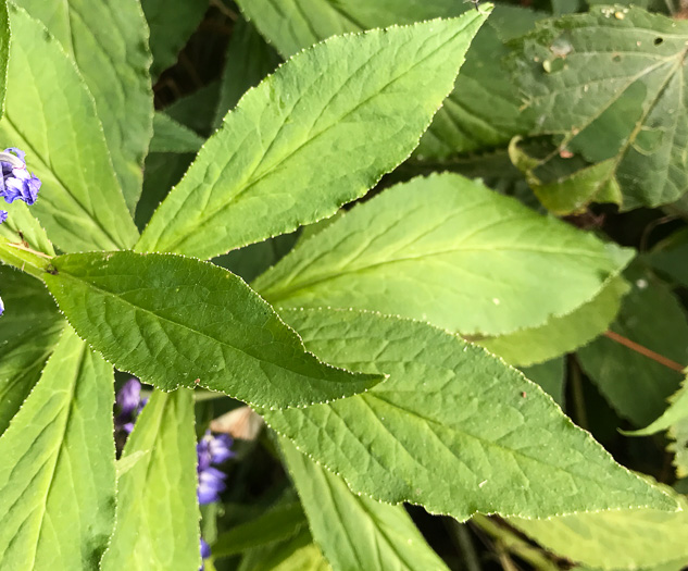 image of Lobelia siphilitica, Great Blue Lobelia