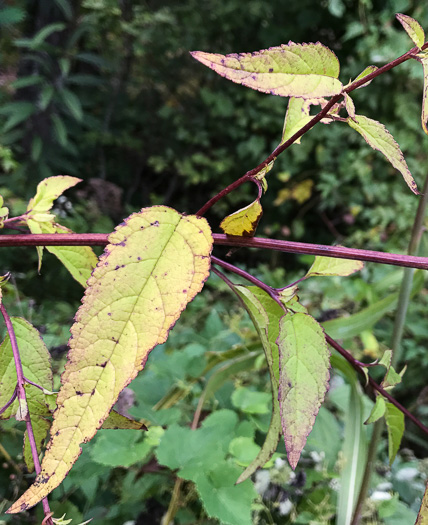 image of Scrophularia marilandica, Eastern Figwort, Carpenter's Square, Late Figwort