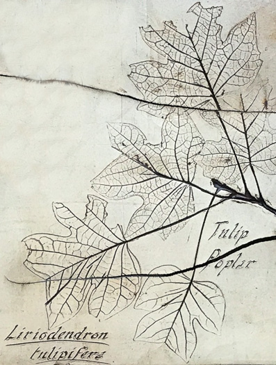 image of Liriodendron tulipifera var. tulipifera, Tuliptree, Yellow Poplar, Whitewood