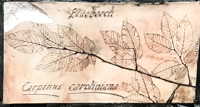 image of Carpinus caroliniana +, Musclewood, American Hornbeam, Blue-beech, Ironwood