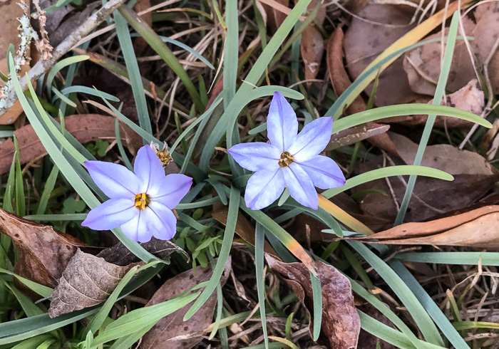 Ipheion uniflorum, Spring Starflower, Spring Star, Star of Bethlehem