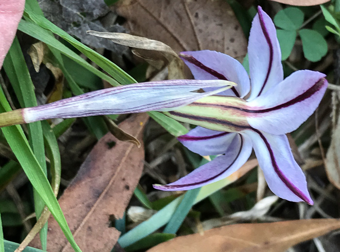 Ipheion uniflorum, Spring Starflower, Spring Star, Star of Bethlehem