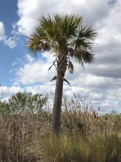 image of Sabal palmetto, Cabbage Palmetto