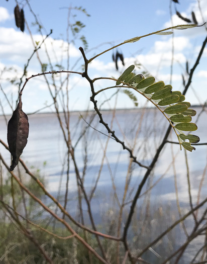 image of Sesbania punicea, Rattlebush, Purple Sesban, Scarlet Wisteria-tree, Red Sesban