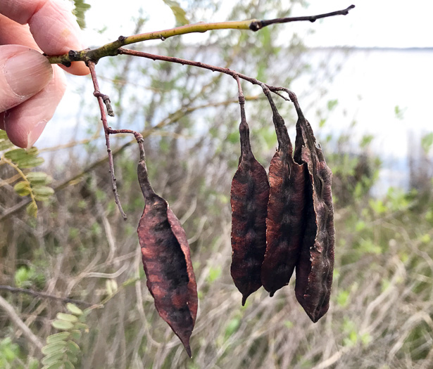 image of Sesbania punicea, Rattlebush, Purple Sesban, Scarlet Wisteria-tree, Red Sesban