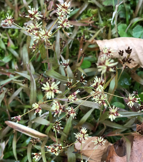 image of Luzula echinata, Hedgehog Woodrush, Spreading Woodrush