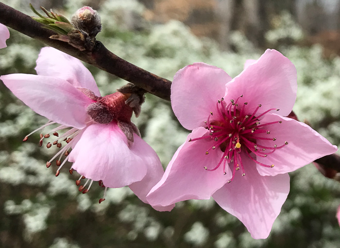 image of Prunus persica, Peach