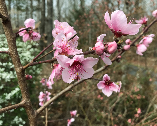 image of Prunus persica, Peach