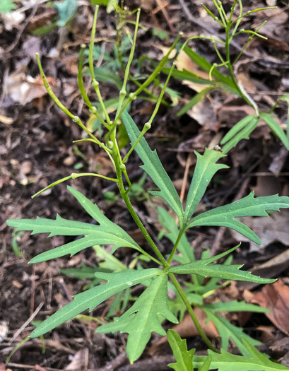 image of Cardamine concatenata, Cutleaf Toothwort