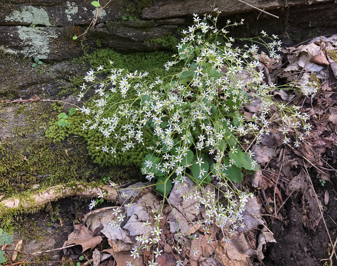 image of Micranthes virginiensis, Early Saxifrage