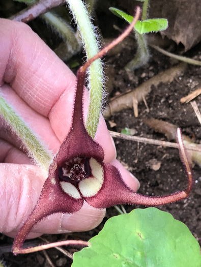 image of Asarum acuminatum, Acuminate Wild Ginger