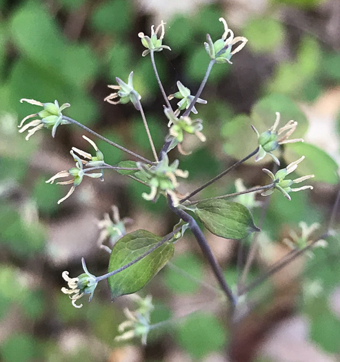 image of Thalictrum dioicum, Early Meadowrue