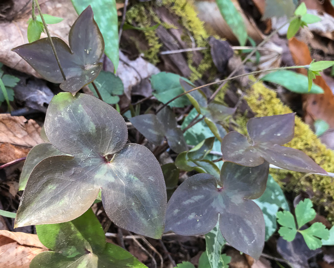 image of Hepatica acutiloba, Sharp-lobed Hepatica, Sharp-lobed Liverleaf