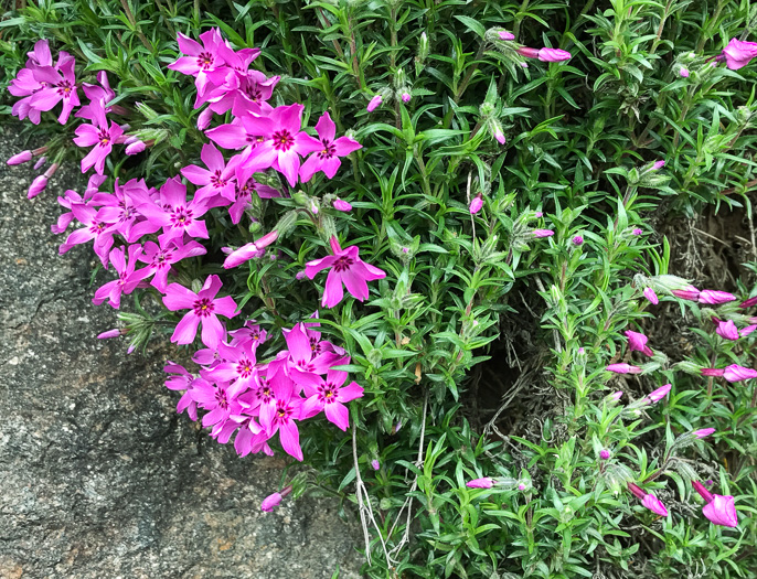 image of Phlox subulata, Moss Phlox, Mountain-pink, "Thrift"