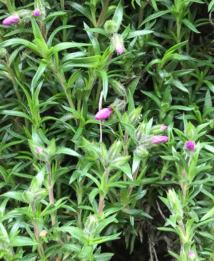 image of Phlox subulata, Moss Phlox, Mountain-pink, "Thrift"