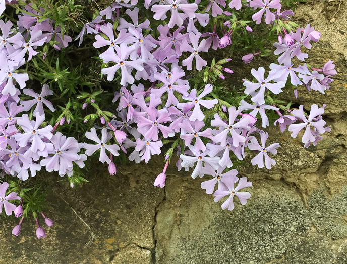 image of Phlox subulata, Moss Phlox, Mountain-pink, "Thrift"