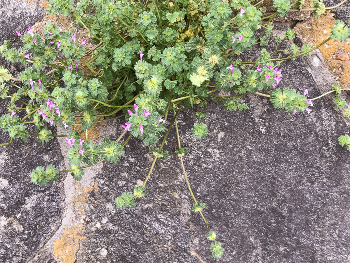 image of Lamium amplexicaule var. amplexicaule, Henbit, Henbit Deadnettle