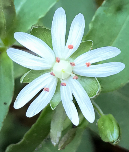 image of Stellaria pubera, Giant Chickweed, Star Chickweed, Great Chickweed, Common Starwort