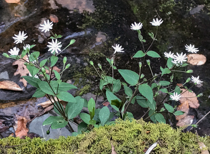 image of Stellaria pubera, Giant Chickweed, Star Chickweed, Great Chickweed, Common Starwort