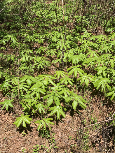 image of Podophyllum peltatum, May-apple, American Mandrake