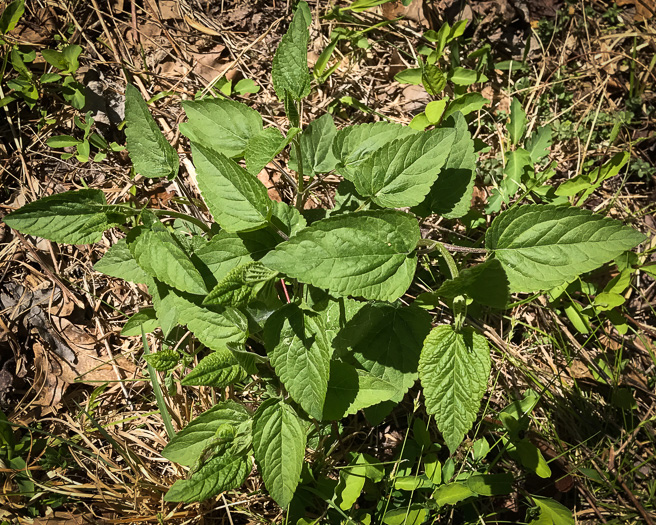 image of Scutellaria incana var. punctata, Hoary Skullcap, Downy Skullcap