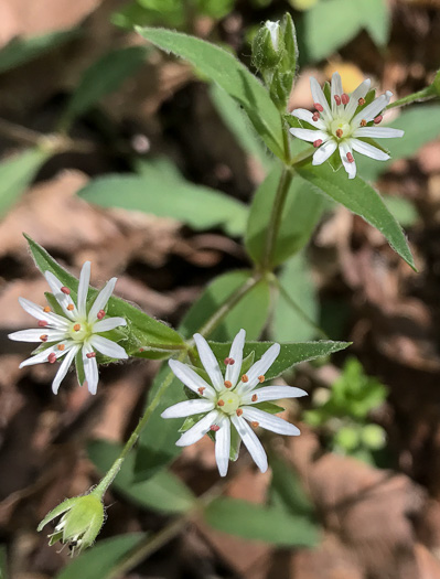 image of Stellaria pubera, Giant Chickweed, Star Chickweed, Great Chickweed, Common Starwort