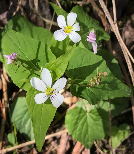 image of Viola canadensis, Canada Violet, Tall White Violet