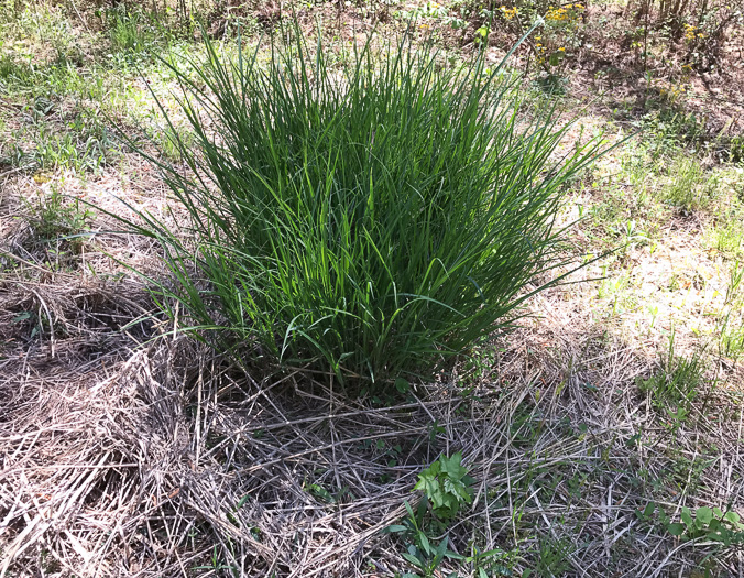 image of Miscanthus sinensis, Chinese Silvergrass, Eulalia