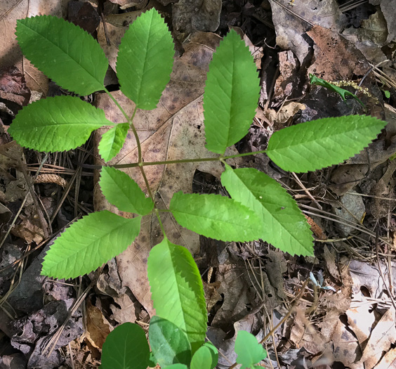 Ligusticum canadense, American Lovage