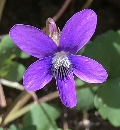 Viola palmata var. palmata